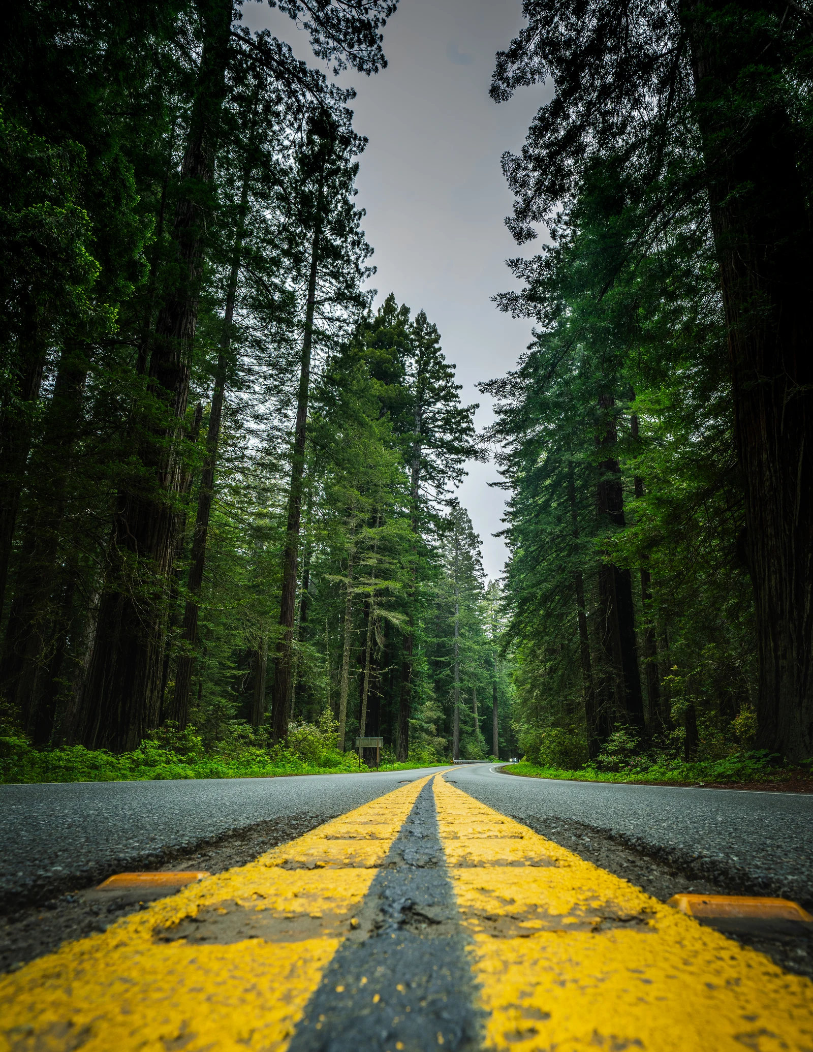 Two-lane road with a yellow centre line running between towering redwood trees