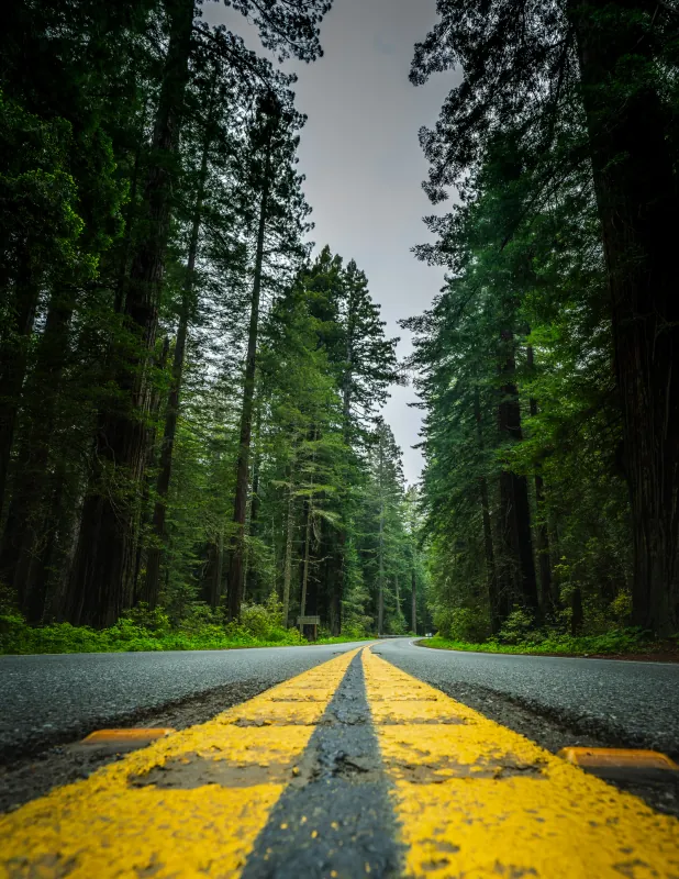 Two-lane road with a yellow centre line running between towering redwood trees