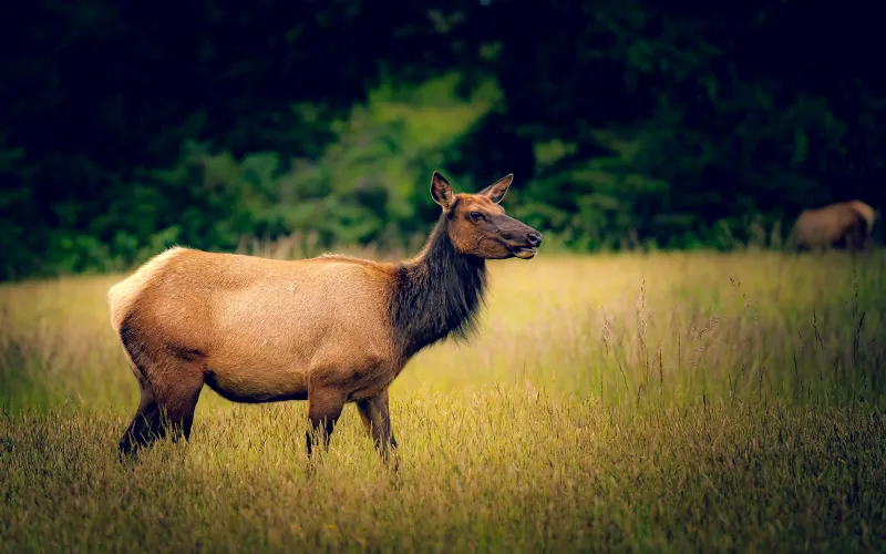 Cow elk standing in golden grass against a dark green forest edge