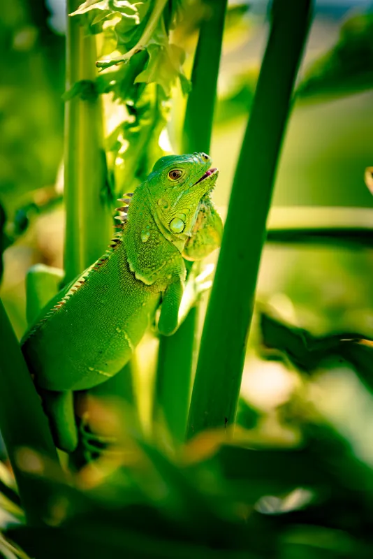 Green iguana climbing among bright green stems, lit from behind