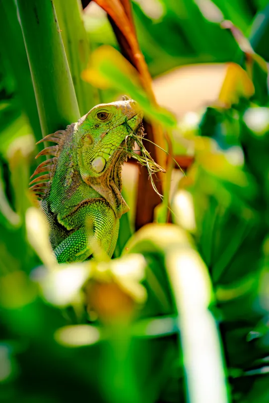 Green iguana resting among palm fronds with sunlight filtering through