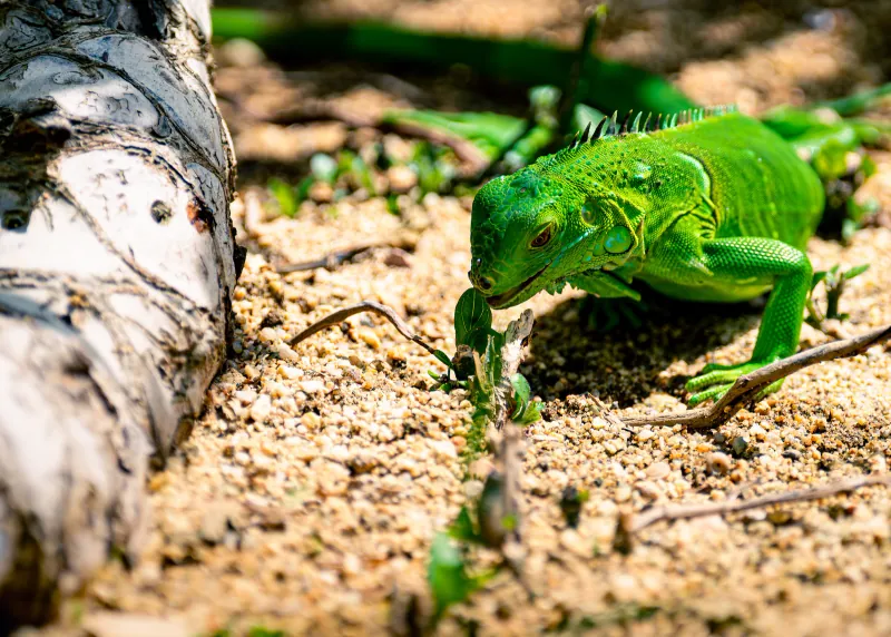 Green iguana on gravel beside a weathered log, head down among sprouting seedlings