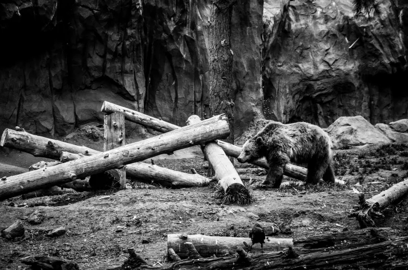 Black-and-white image of a brown bear walking over fallen logs below a rock wall