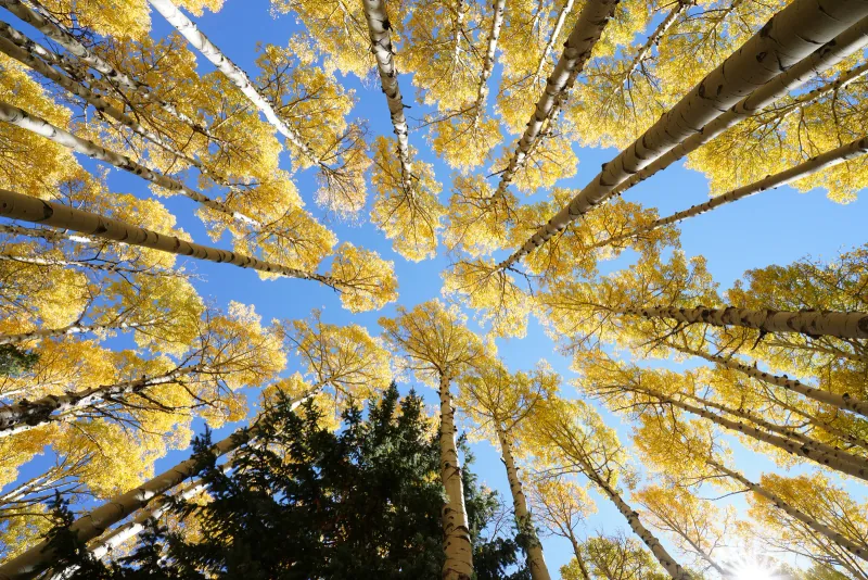 Looking up through golden autumn aspen trunks to a clear blue sky