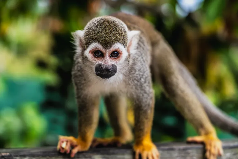 Squirrel monkey staring into the camera from a wooden rail, blurred foliage behind