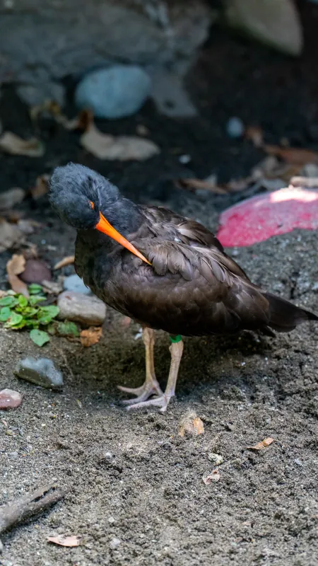 Black oystercatcher with bright orange bill standing on gravel near the shore