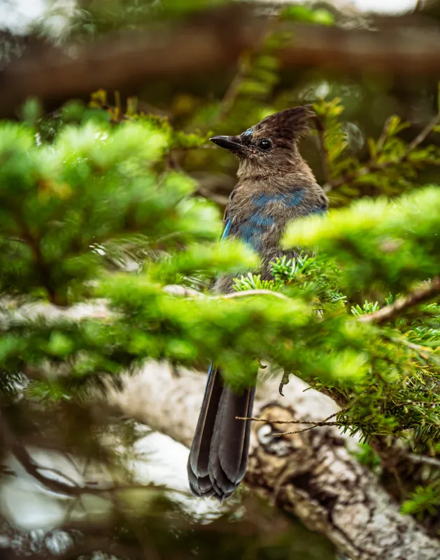 Steller's jay with blue plumage perched among fir branches