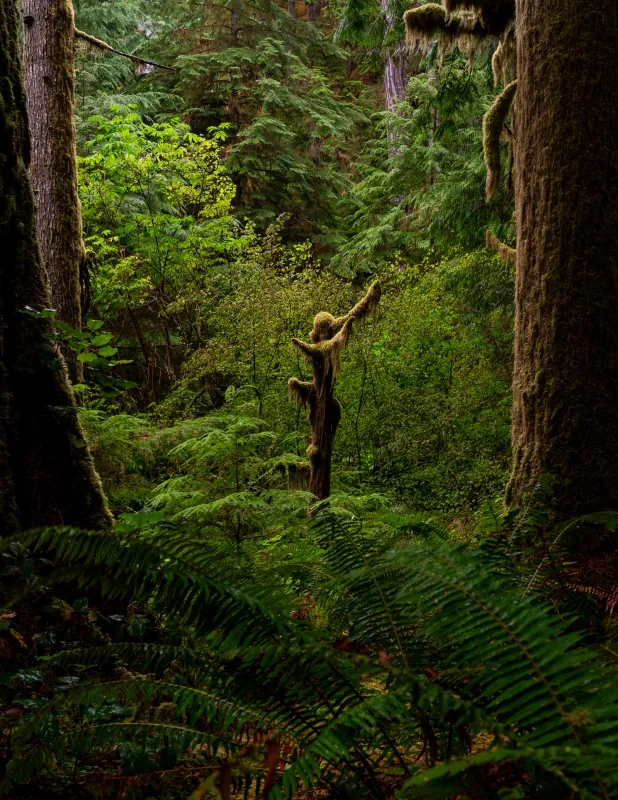 Moss-draped trees and ferns in a dense Pacific Northwest rainforest