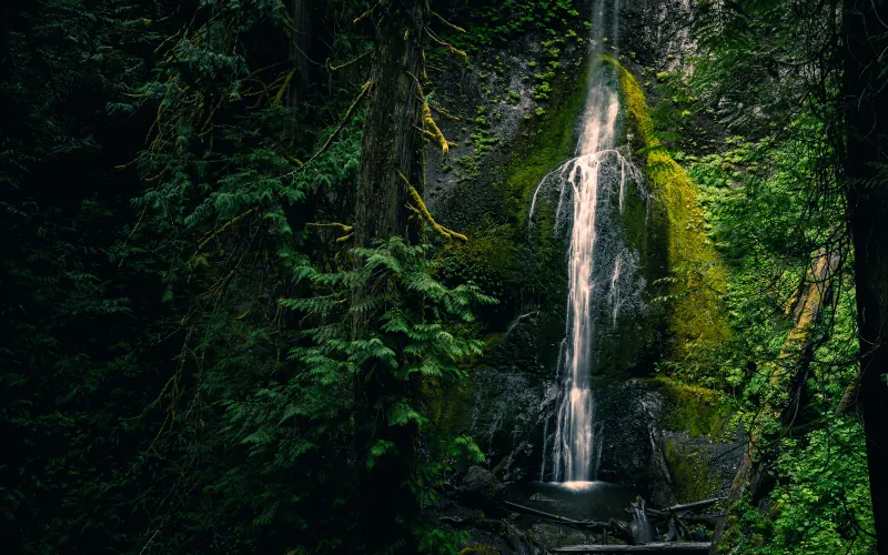 Thin waterfall cascading over a moss-covered cliff deep in a dark forest