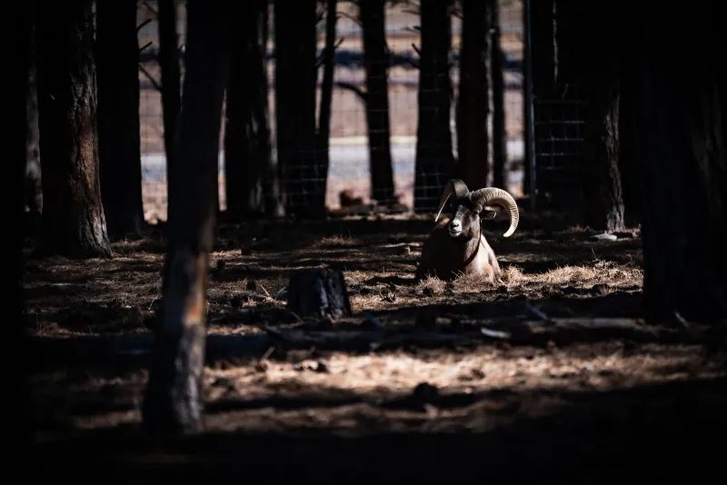 Bighorn sheep ram resting in a shaft of light between dark tree trunks