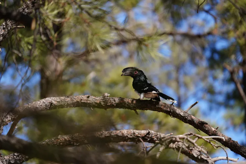 Glossy black crested bird perched on a pine branch against blue sky