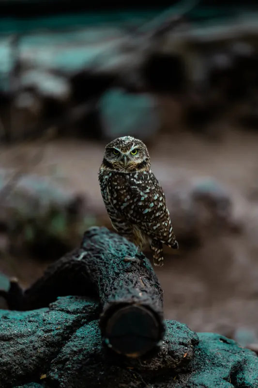 Burrowing owl standing on a log, staring at the camera with yellow eyes
