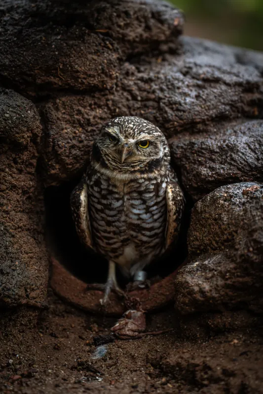 Burrowing owl framed in the dark entrance of a rocky burrow