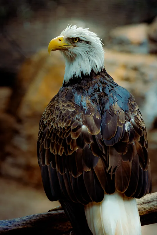 Bald eagle in profile with white head and yellow beak, dark feathers glistening